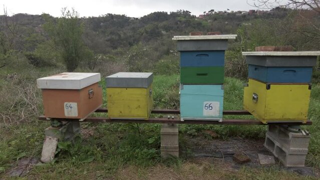 Beekeeper raises bees in the countryside for the production of honey - hives and beehives in nature ,importance of bees for the well-being of the ecosystem - climate change and global warming concept 