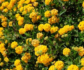 Gelbes Blütenmeeer