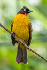 The ruby-throated bulbul (Rubigula dispar), or yellow bulbul, also known as flame throated bulbul is a member of the bulbul