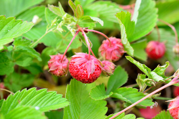 a wild strawberry bush with custers of red berries close up 