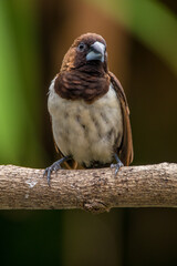 The Javan munia (Lonchura leucogastroides) is a species of estrildid finch native to southern Sumatra, Java, Bali and Lombok islands in Indonesia.