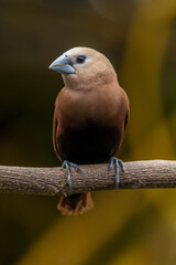 The white-headed munia (Lonchura maja) is a species of estrildid finch found in Teladan, Malaysia, Singapore, Thailand and Vietnam