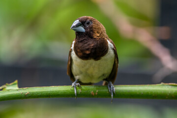 The Javan munia (Lonchura leucogastroides) is a species of estrildid finch native to southern Sumatra, Java, Bali and Lombok islands in Indonesia.