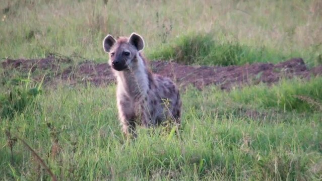 hyena in Serengeti National Park, Kenya, Africa.