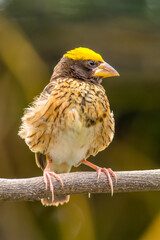 The streaked weaver (Ploceus manyar) is a species of weaver bird found in South Asia and South-east Asia