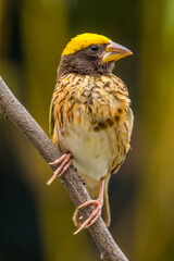 The streaked weaver (Ploceus manyar) is a species of weaver bird found in South Asia and South-east...