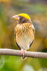 The streaked weaver (Ploceus manyar) is a species of weaver bird found in South Asia and South-east Asia
