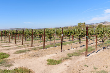 Rows of vines in a vineyard in southern California on a clear autumn day