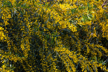 Acacia dealbata o retinodes, Silver Acacia, is a perennial, cosmopolitan arboreal species. I