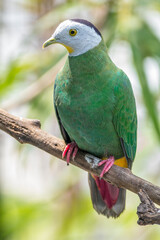 The black-naped fruit dove (Ptilinopus melanospilus), also known as the black-headed fruit dove