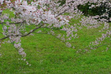入学式、卒業式のタイミングに桜は花びらを開く、小さな心を大きく膨らませる新たな挑戦の時に、自分の姿を投影させる花である