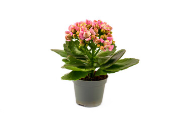 Kalanchoe plant in the pot isolated