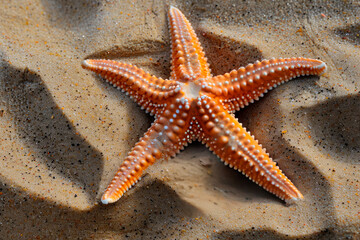 starfish on sand with copy space. Summer concept - 781415197