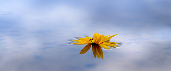 Single Yellow Sunflower Floating in Water with Reflection of Sky and Clouds - 781415385