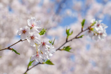 日本の春 桜の花と青空