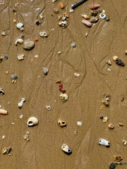 A detailed top view of various seashells and stones scattered on wet sand, capturing the essence of beachcombing