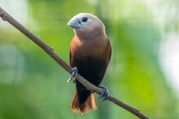 The white-headed munia (Lonchura maja) is a species of estrildid finch found in Teladan, Malaysia, Singapore, Thailand and Vietnam