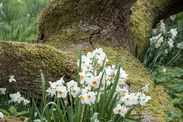pretty white daffodils with yellow trumpets with an old tree trunk in the background