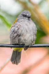The grey-bellied bulbul (Ixodia cyaniventris) is a species of songbird in the bulbul family. It is found on the Malay Peninsula, Sumatra and Borneo.