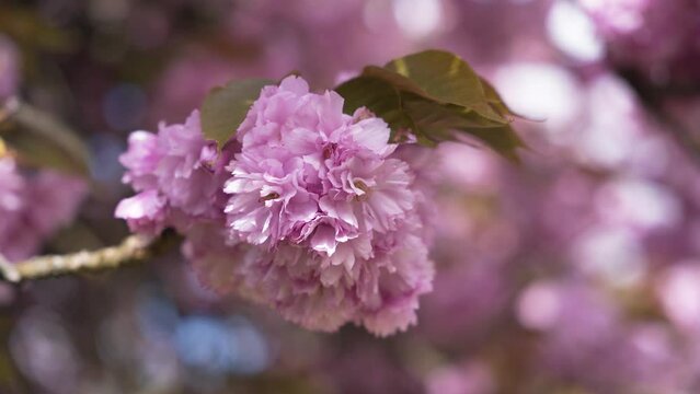 Cerisier dans un parc au soleil
