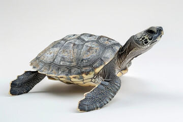Obraz premium Sea Turtle Model on a White Background.
