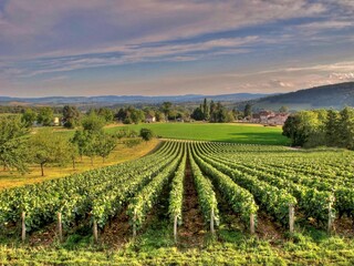 Paysage viticole Bourguignon.