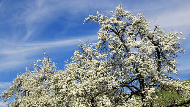 wei&szlig;  bl&uuml;hender Birnbaum vor blauem Himmel im Fr&uuml;hling