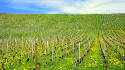 gepflegter sonniger Weinberg am Bodensee mit blühendem Löwenzahn im Frühling bei blauem Himmel