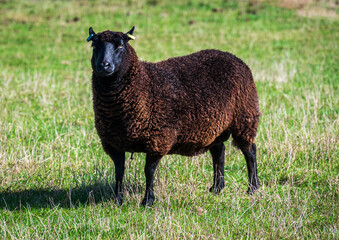 Fototapeta premium A brown sheep with balck face looking at the camera on grass field