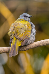 The grey-bellied bulbul (Ixodia cyaniventris) is a species of songbird in the bulbul family. It is found on the Malay Peninsula, Sumatra and Borneo.