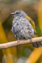 The grey-bellied bulbul (Ixodia cyaniventris) is a species of songbird in the bulbul family. It is found on the Malay Peninsula, Sumatra and Borneo.