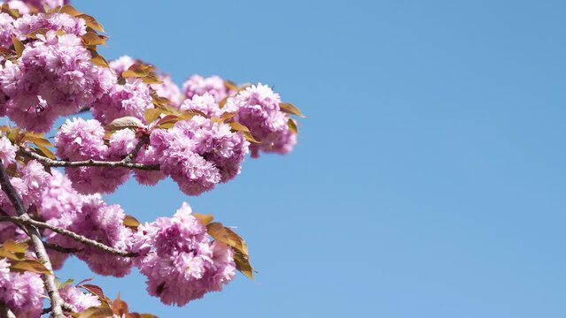 Cerisier dans un parc au soleil
