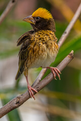 The streaked weaver (Ploceus manyar) is a species of weaver bird found in South Asia and South-east Asia