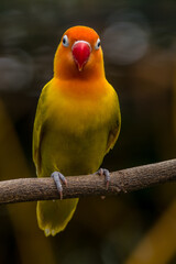 A lovebird (Agapornis) is a type of parrot. There are nine species. They are a social and affectionate small parrot.