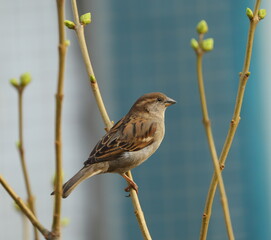 A sparrow is sitting on a spring branch of a tree with unopened buds