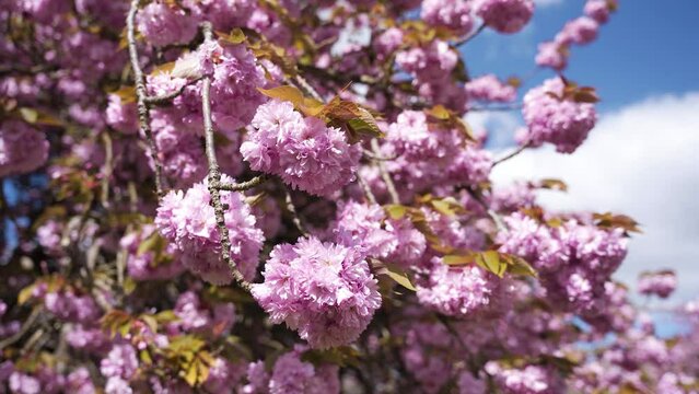 Cerisier dans un parc au soleil

