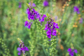 Obraz premium Delicate purple flowers of Linaria purpurea or purple toadflax bush in late summer