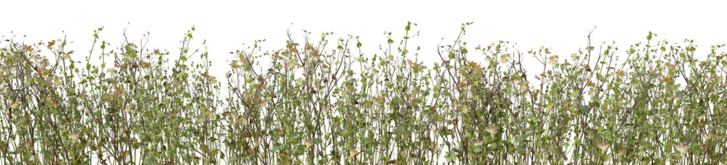 Wild grass field, flowers and meadow in nature, Tropical forest isolated on transparent background - PNG file, 3D rendering for create and design