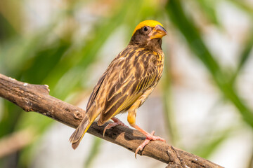 The streaked weaver (Ploceus manyar) is a species of weaver bird found in South Asia and South-east...