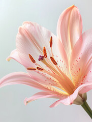 Background with a lily flower, Design of postcards, albums, notebooks. Spring background