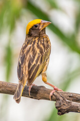The streaked weaver (Ploceus manyar) is a species of weaver bird found in South Asia and South-east Asia