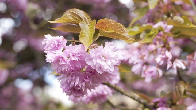 Cerisier dans un parc au soleil
