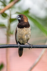 The Javan munia (Lonchura leucogastroides) is a species of estrildid finch native to southern Sumatra, Java, Bali and Lombok islands in Indonesia.