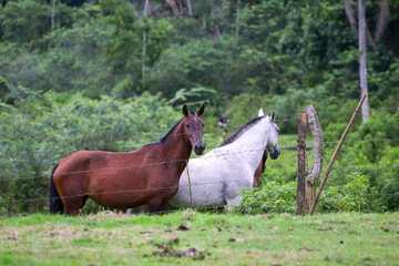 horses outdoors on a farm in Rio de Janeiro.