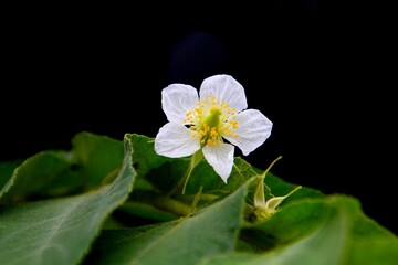 planta calabura - Muntingia calabura 