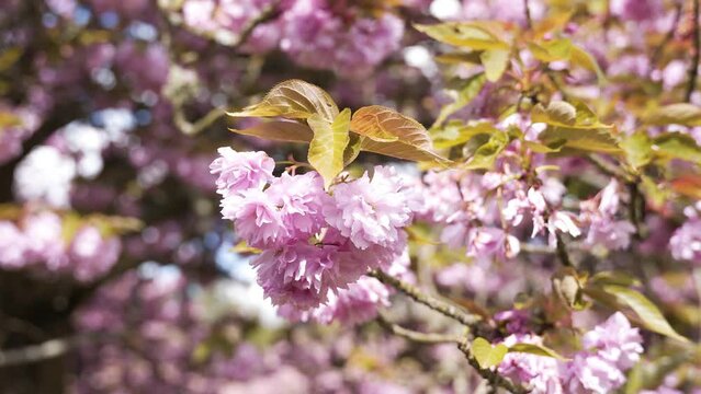 Cerisier dans un parc au soleil
