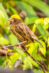 The streaked weaver (Ploceus manyar) is a species of weaver bird found in South Asia and South-east Asia