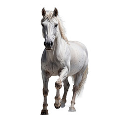 Beautiful white horse with long mane standing on transparent background