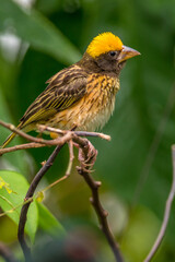 The streaked weaver (Ploceus manyar) is a species of weaver bird found in South Asia and South-east Asia