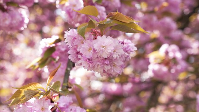 Cerisier dans un parc au soleil
